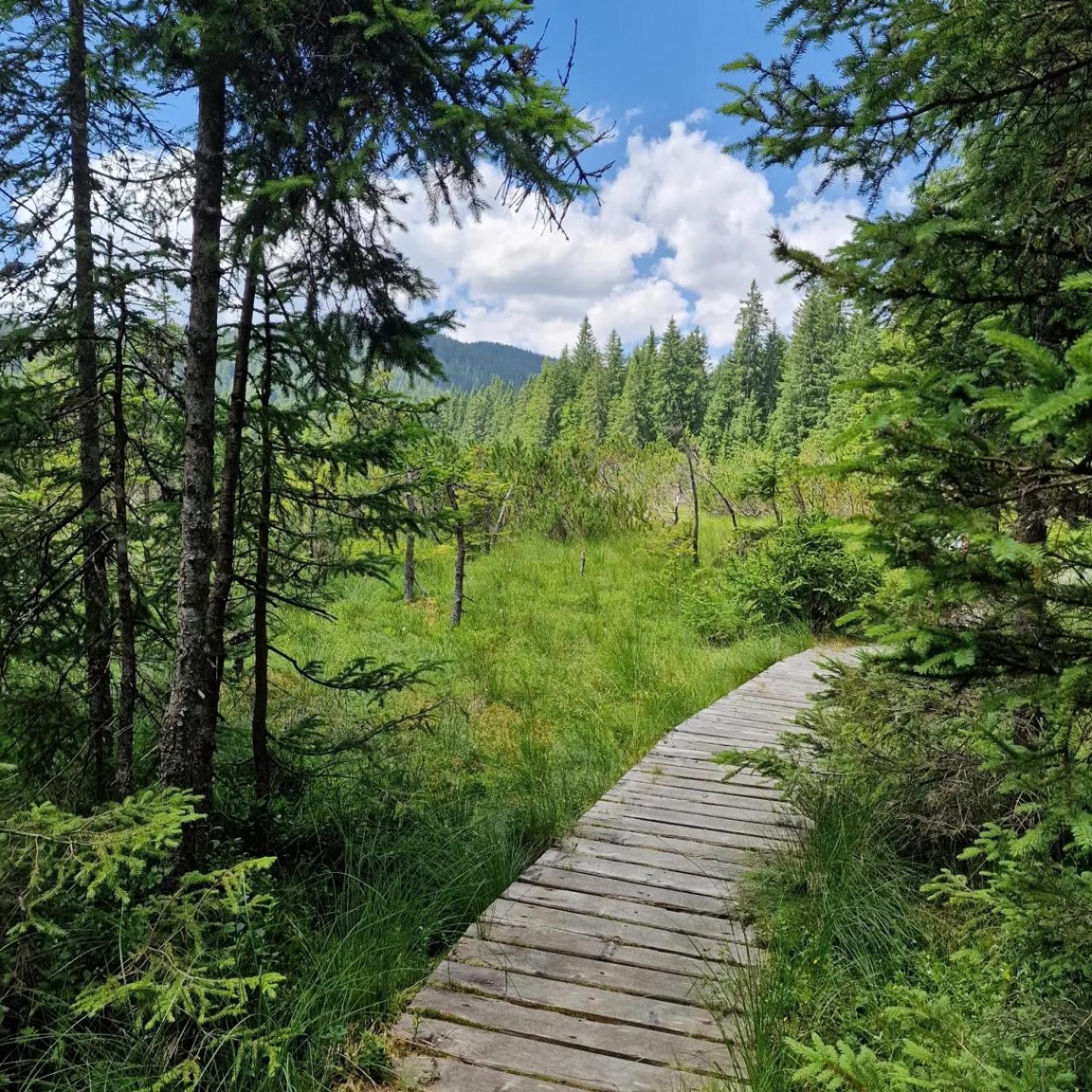 Forest Apartments Pokljuka Zgornje Gorje Luaran gambar