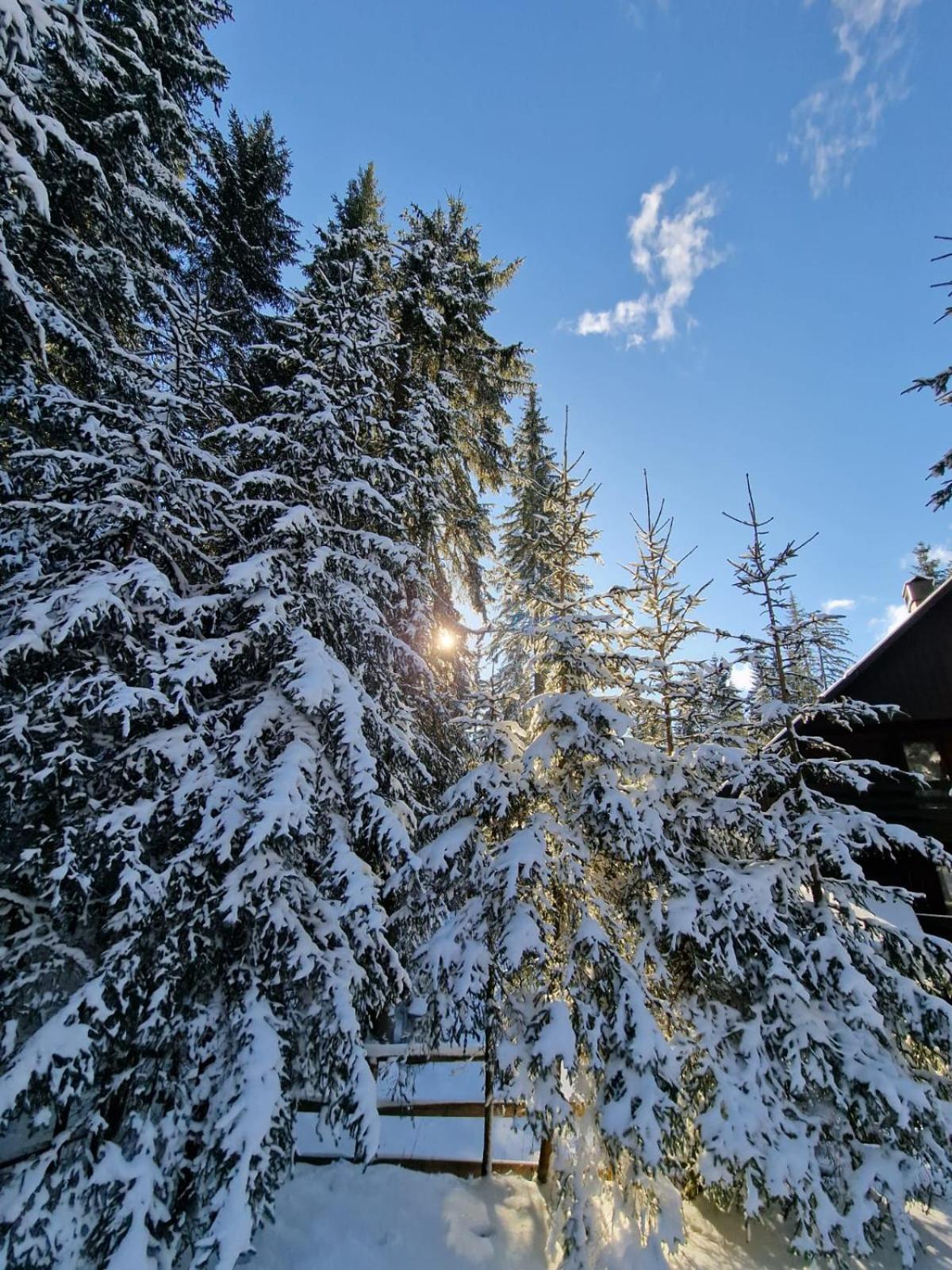 Forest Apartments Pokljuka Zgornje Gorje Luaran gambar