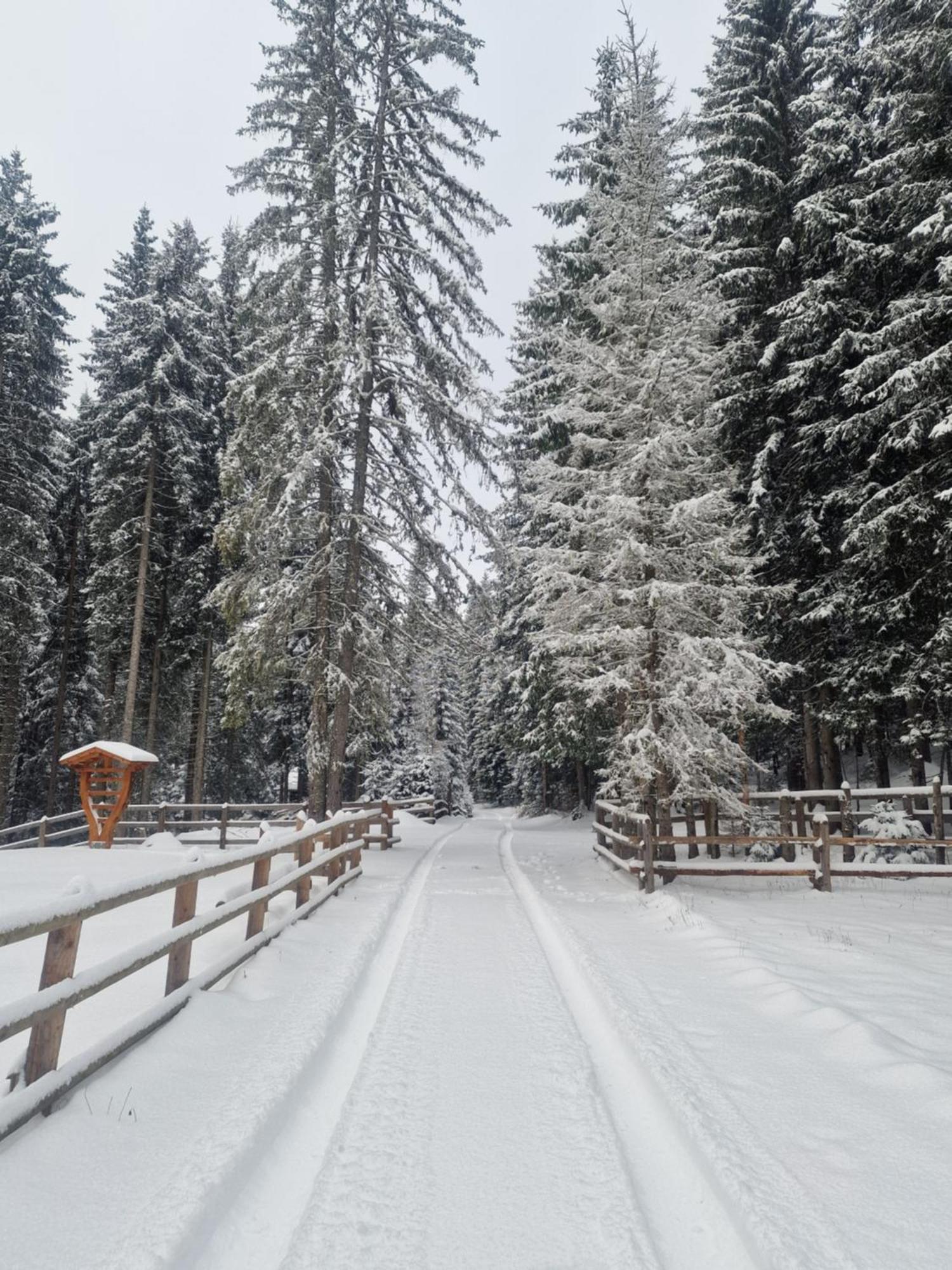 Forest Apartments Pokljuka Zgornje Gorje Luaran gambar