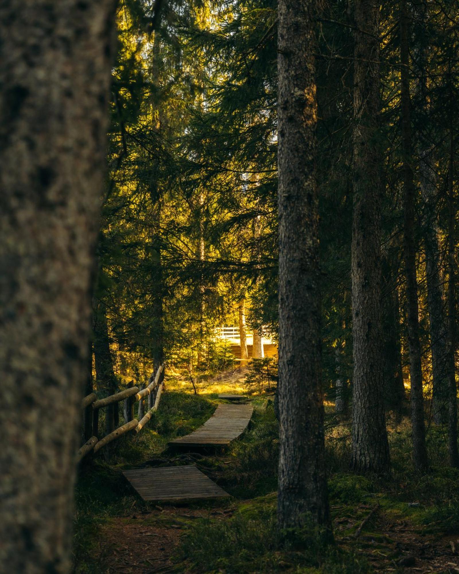 Forest Apartments Pokljuka Zgornje Gorje Luaran gambar