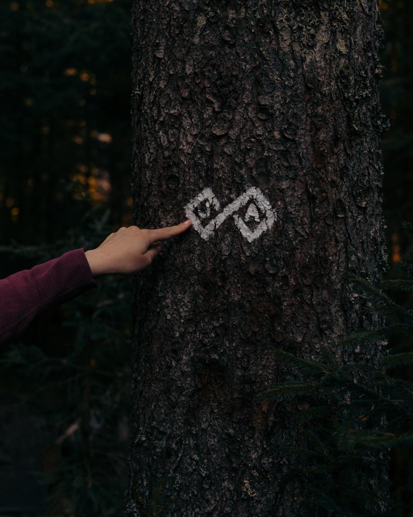 Forest Apartments Pokljuka Zgornje Gorje Luaran gambar